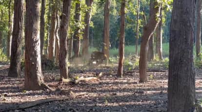 Two tigers clashed in Mandla due to the fight for supremacy