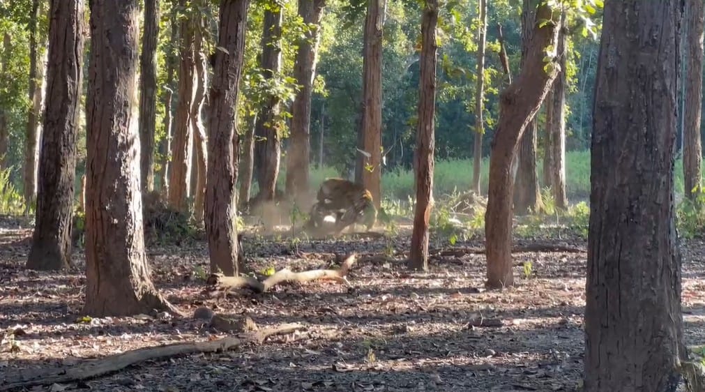 Two tigers clashed in Mandla due to the fight for supremacy
