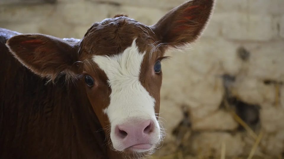 Uttarakhand News: Misdeed with calf in Nainital