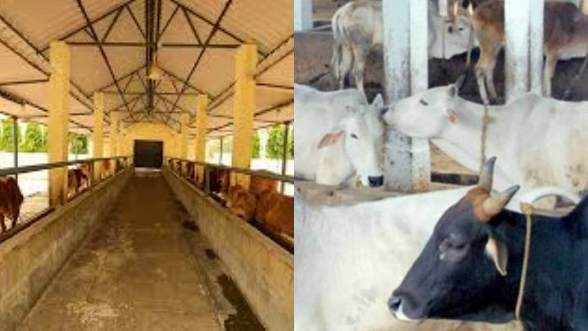 MP News 530 cows were found in Ujjain Nandraj Gaushala instead of 1028 protest saints got their heads shaved