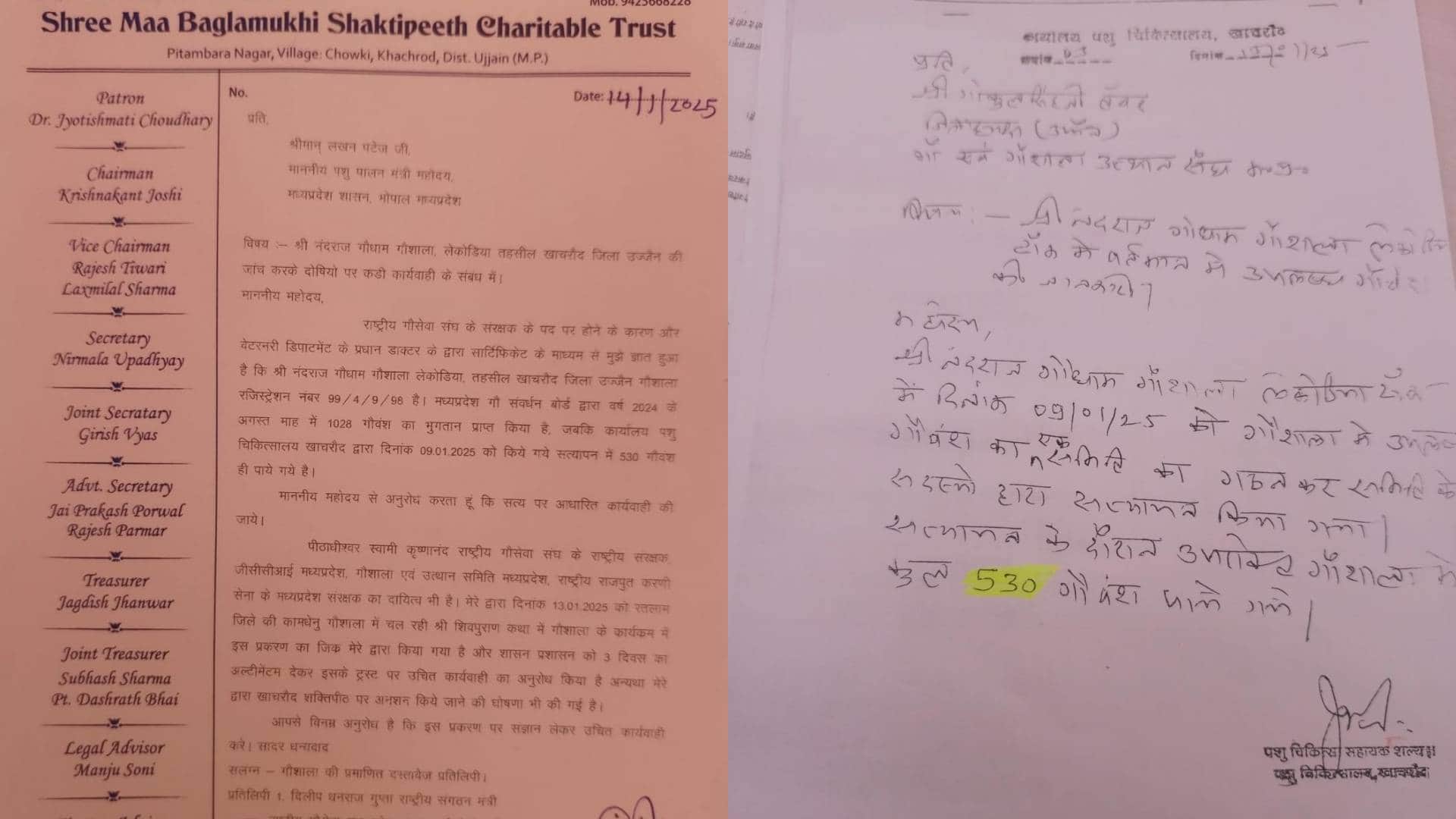 MP News 530 cows were found in Ujjain Nandraj Gaushala instead of 1028 protest saints got their heads shaved
