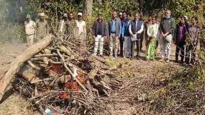 Balaghat News There is stir due to death of tiger in Kanha National Park forest department busy investigating