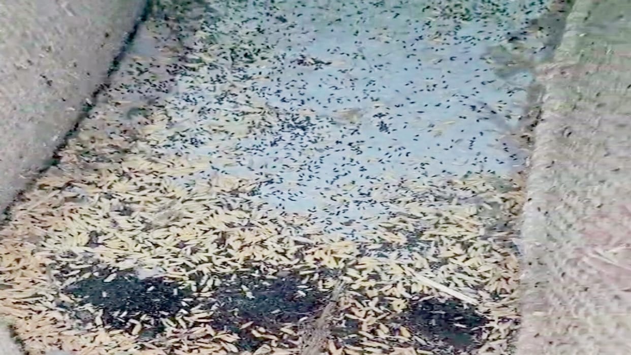 Dharamshala: Thousands of quintals of paddy in govt warehouse infected by neglect