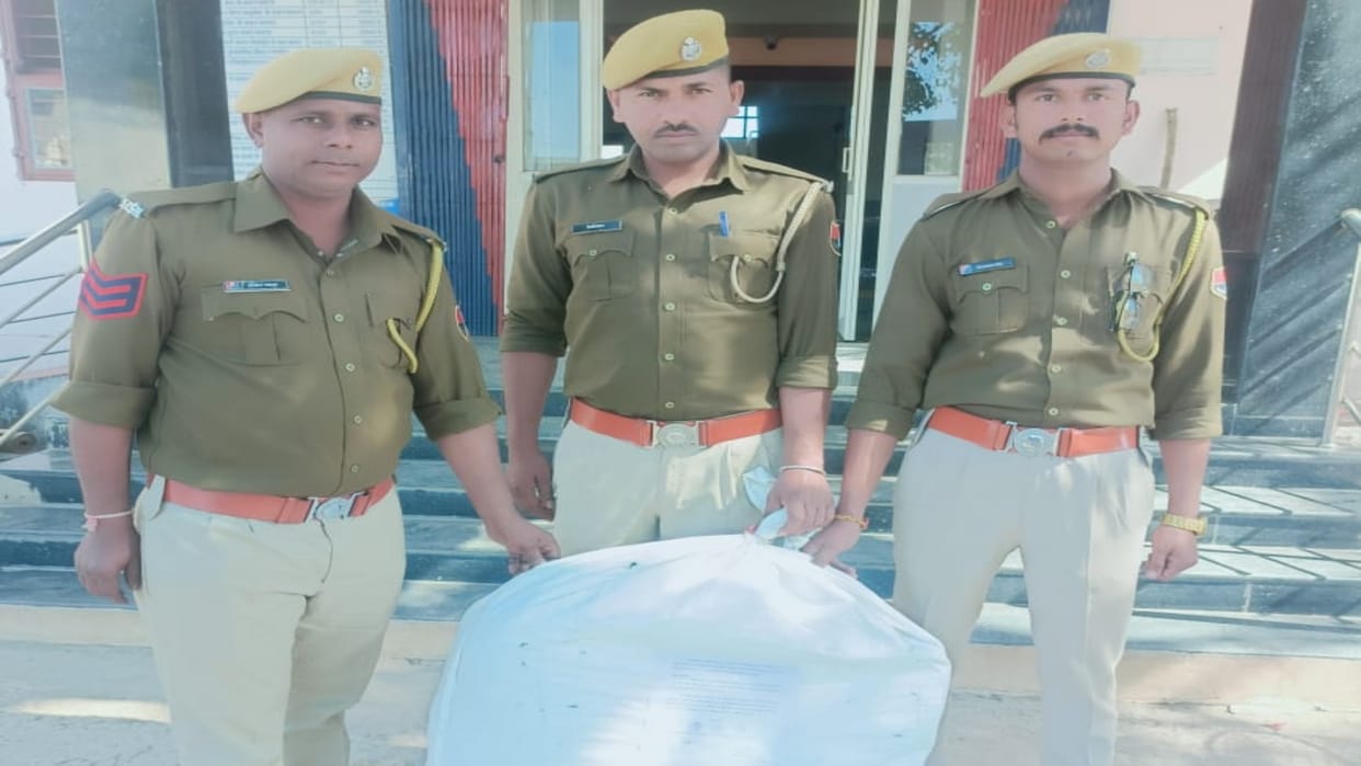 Chittorgarh: Drug addiction game under the guise of farming, 120 Ganja Plants Seized from Maize Field