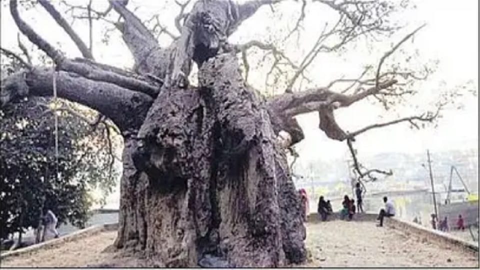 Prayagraj: Kalpavriksha aka Budha Baba has been alive for 800 years