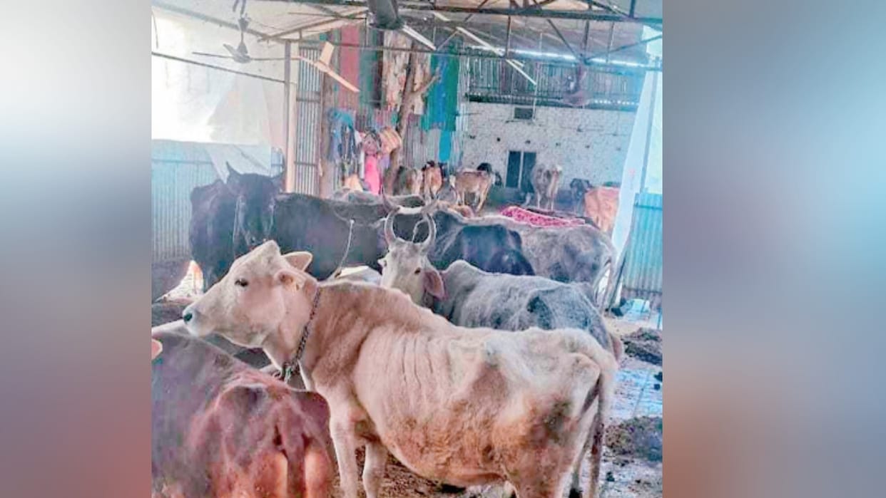 cattle died in a month in Sirmaur's Sanwala Gaushala, know the reason
