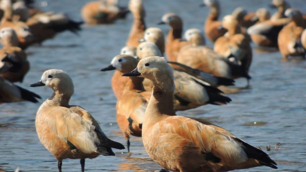 Haldwani News: Migratory birds return home prematurely due to heat in February