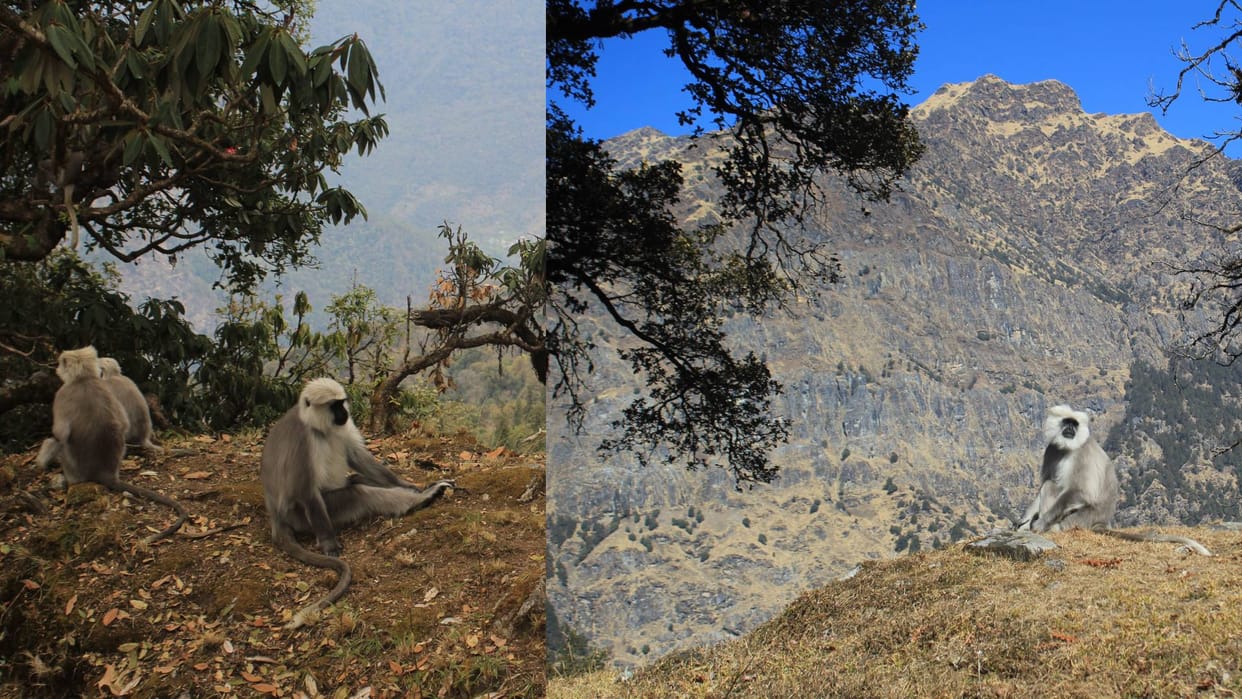 Searching for hidden food do you know about Himalayan lemur life in winter