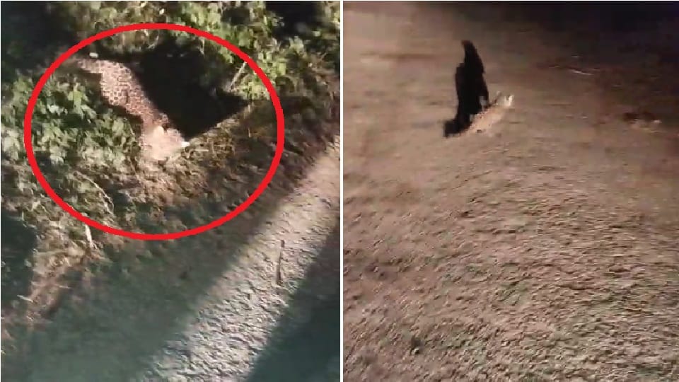 Leopard cub seen in Akkhapur forest of Hapur