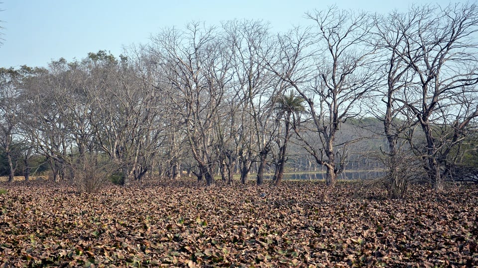 Greater Noida: Thousands of trees of Surajpur wetland dried due to negligence