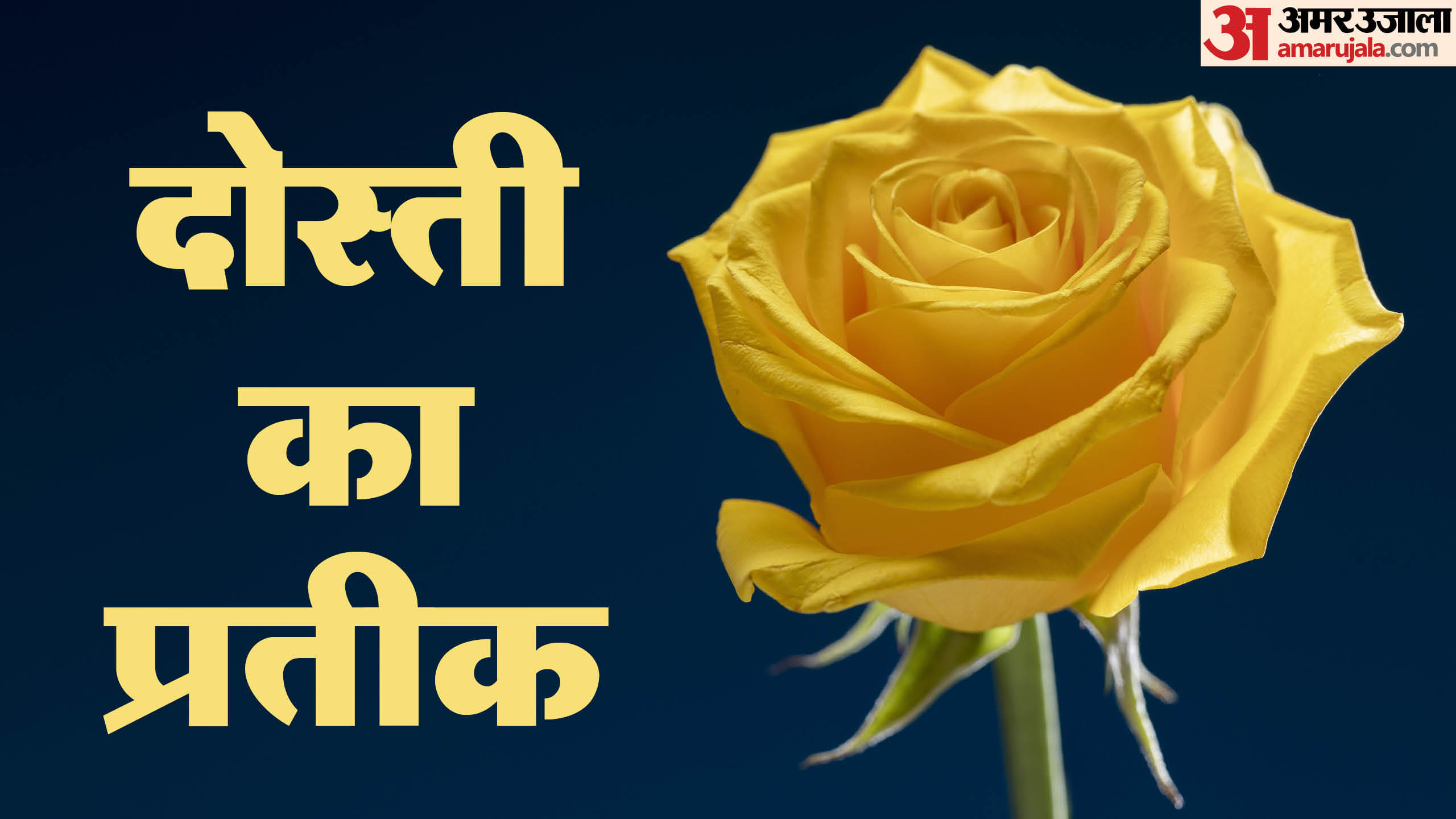 Rose Day 2026 Types Of Roses And Their Meaning Gulab Dene Ke Niyam