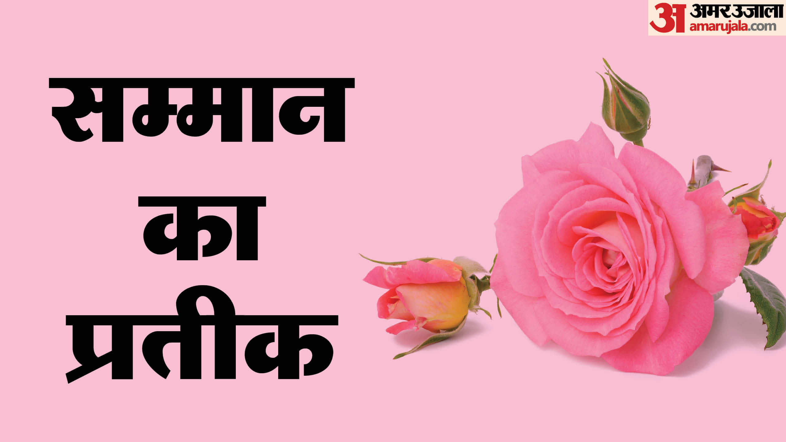 Rose Day 2026 Types Of Roses And Their Meaning Gulab Dene Ke Niyam