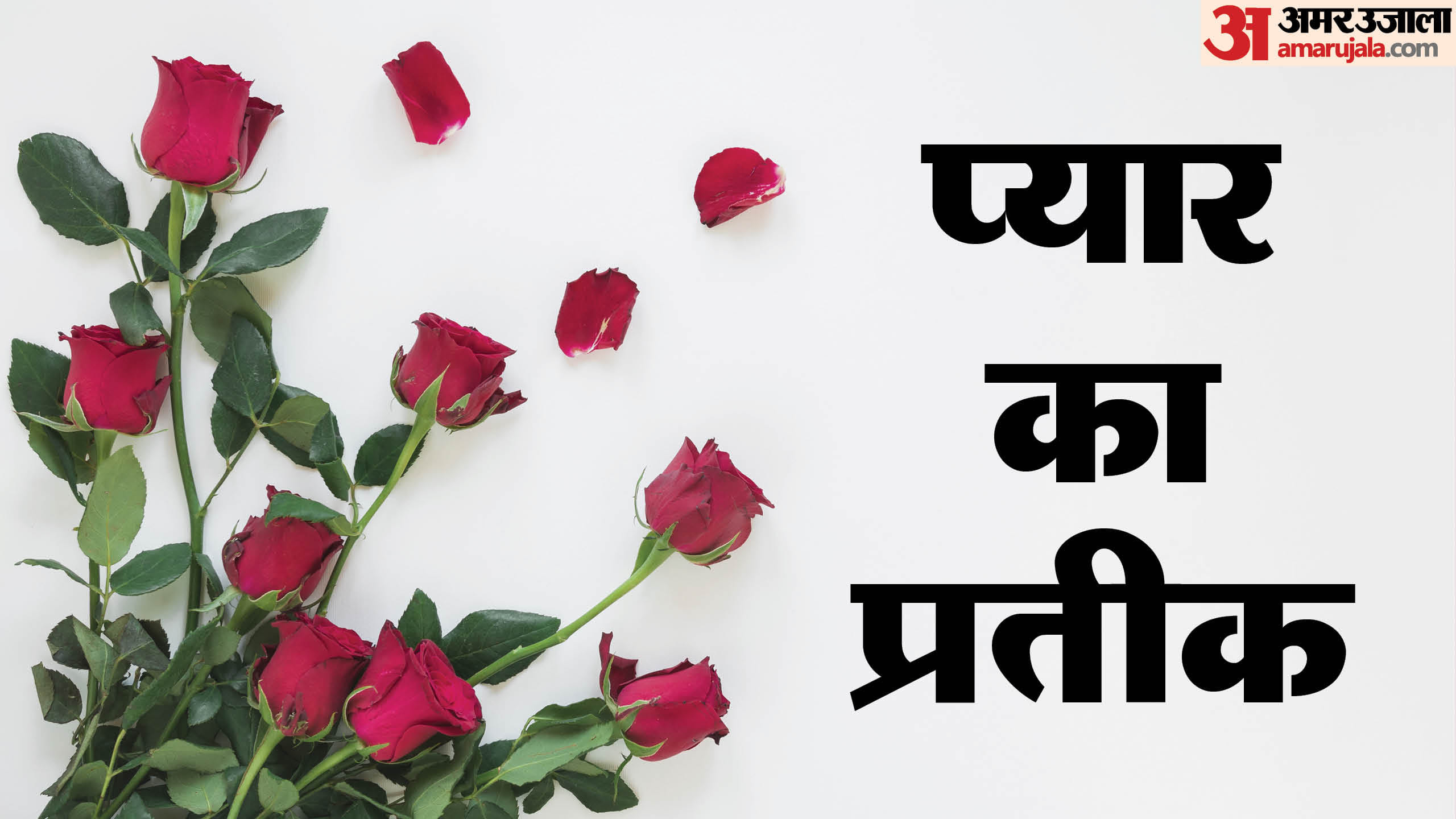 Rose Day 2026 Types Of Roses And Their Meaning Gulab Dene Ke Niyam