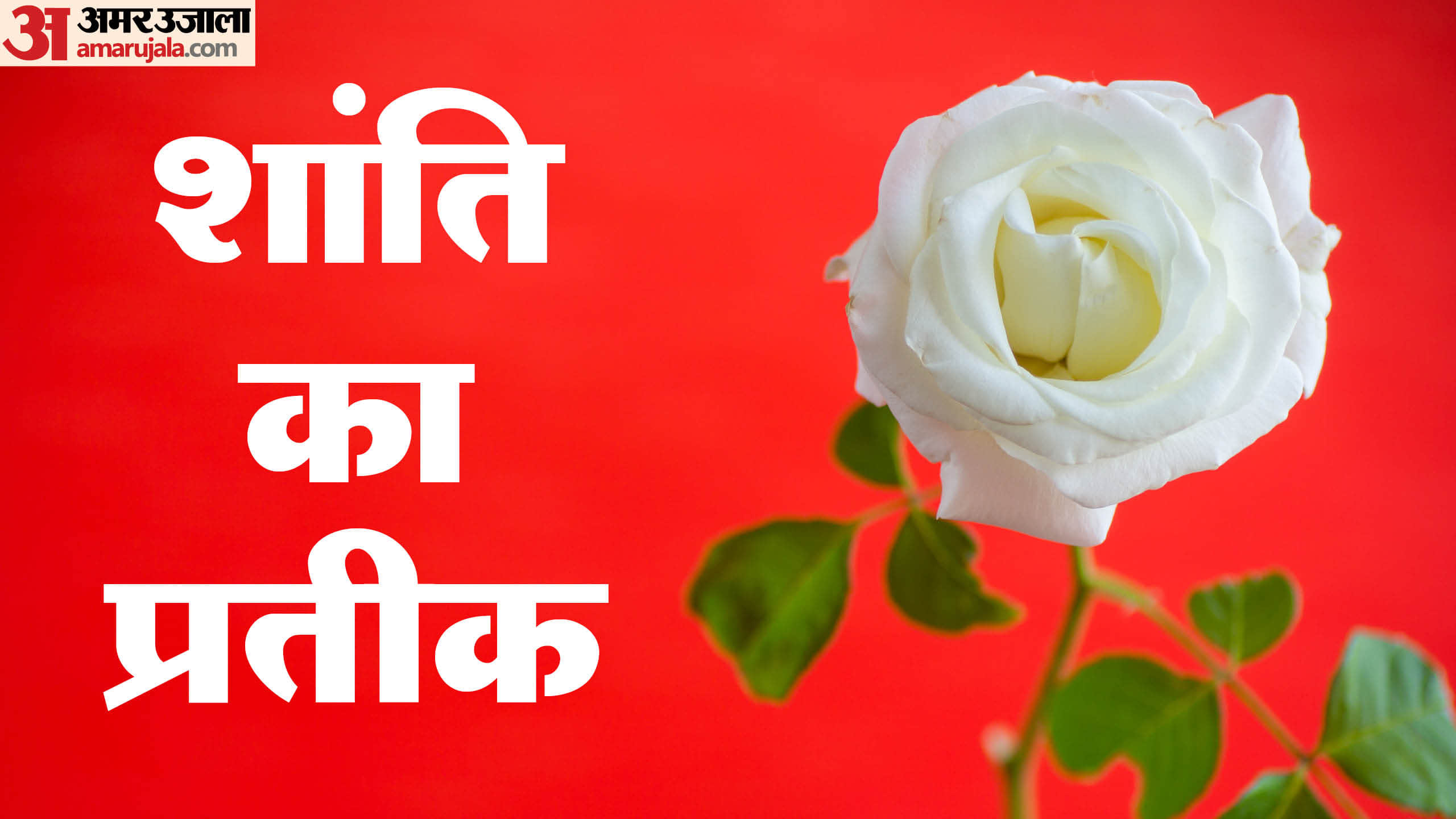 Rose Day 2026 Types Of Roses And Their Meaning Gulab Dene Ke Niyam