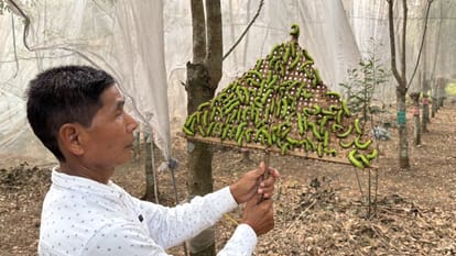 Bodoland of Assam is making a place on the world map in silk production