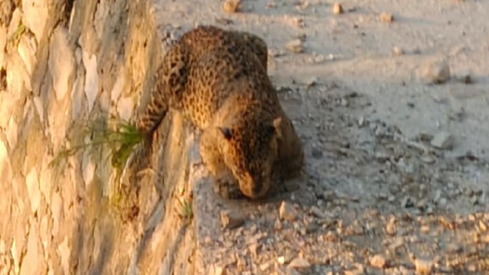 Death of sick female leopard in lohaghat champawat