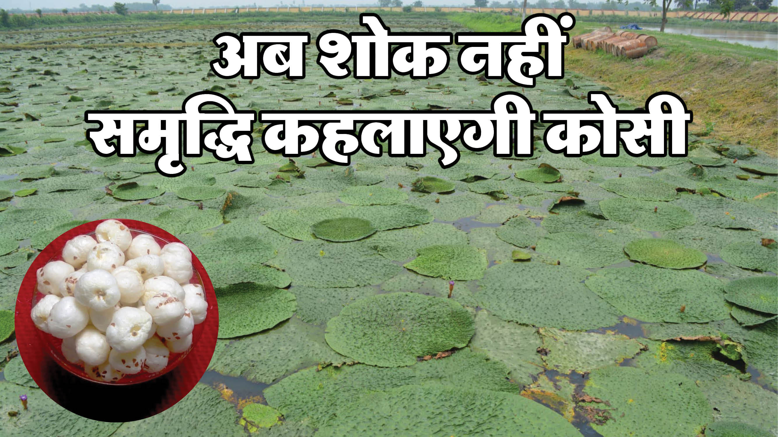 Bihar News: Expert said on Makhana Board - Farmers will benefit a lot: Kosi, Mithila, Seemanchal