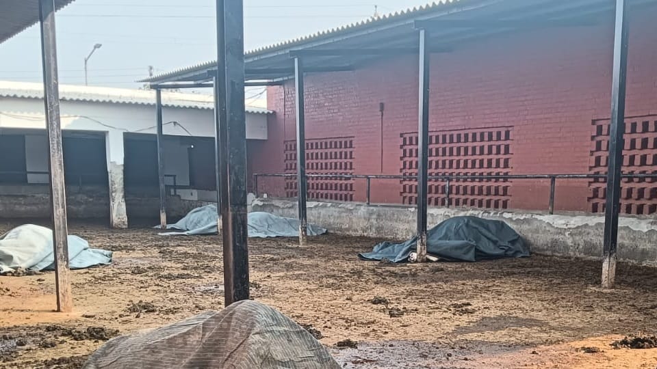 Eight bulls died of electrocution in Maloya Gaushala