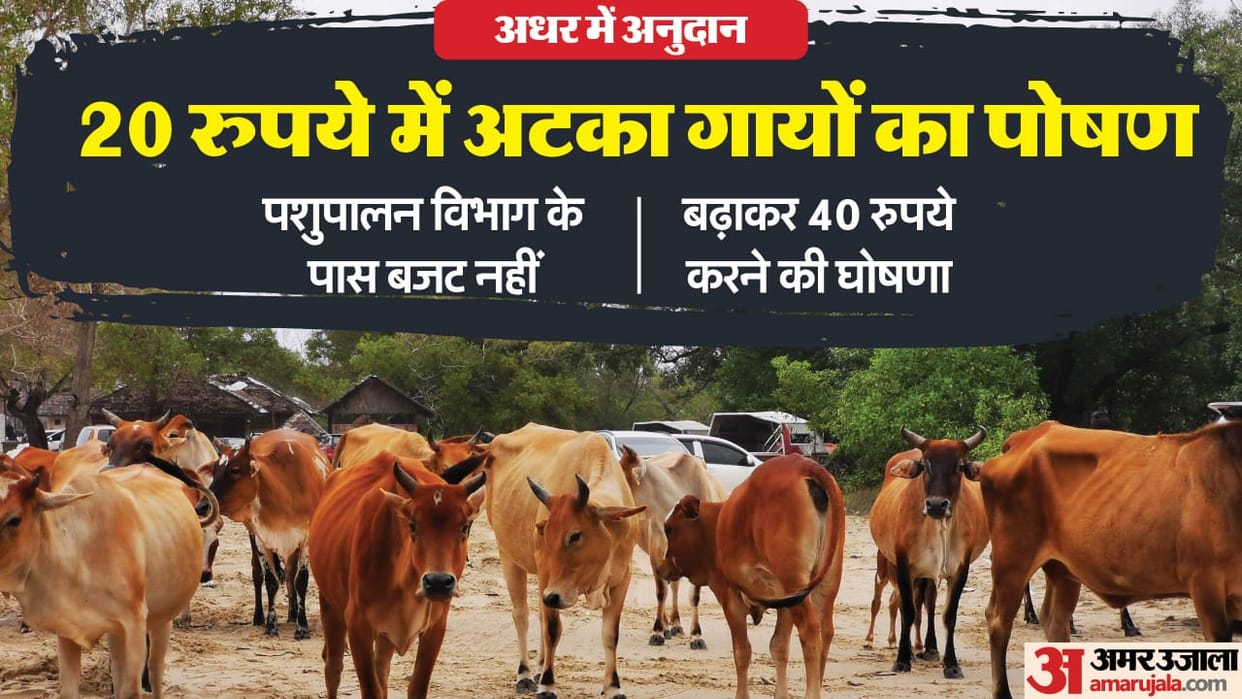 MP News: Even after one year of CM's announcement, cow feed subsidy has not increased