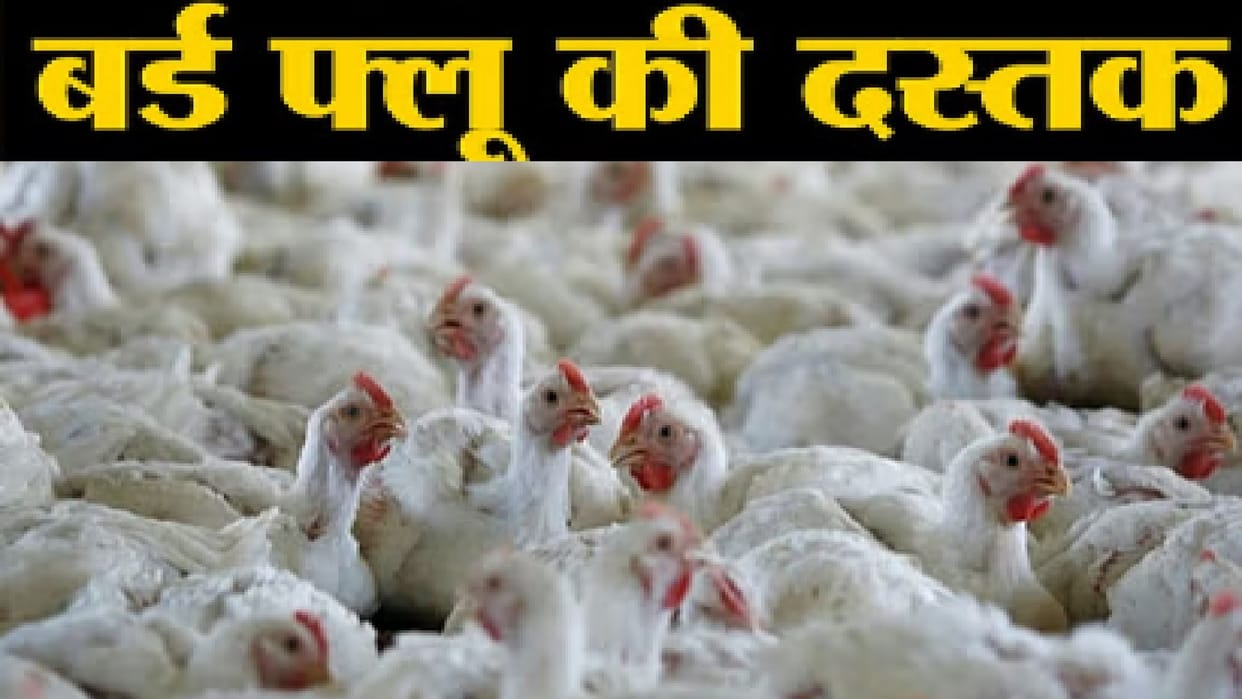 Bird flu case in Chhattisgarh: CM Sai gave guidelines for prevention, can humans also get infected? Know...