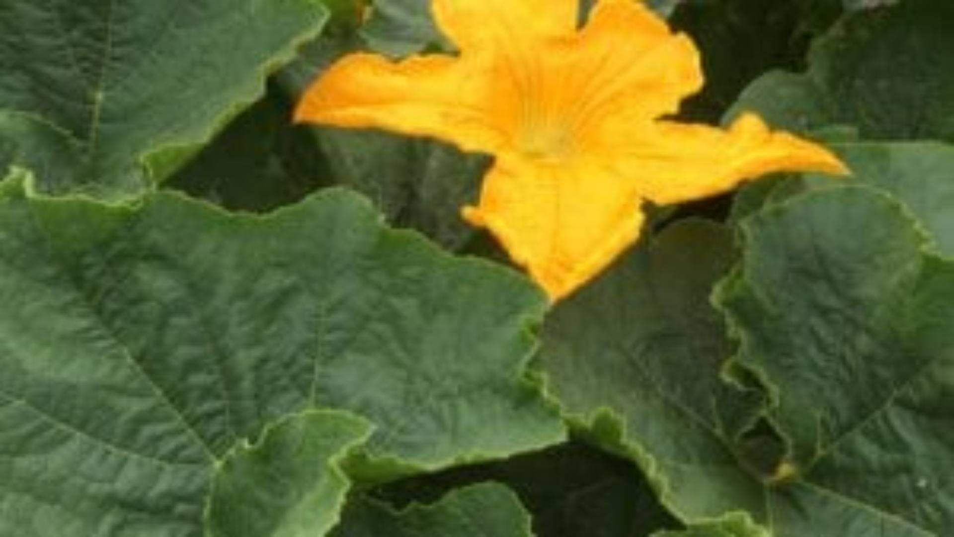 Pumpkin Leaves Benefits heart Problem Gastric Problem Anaemia Premenstrual Syndrome details Inside disprj