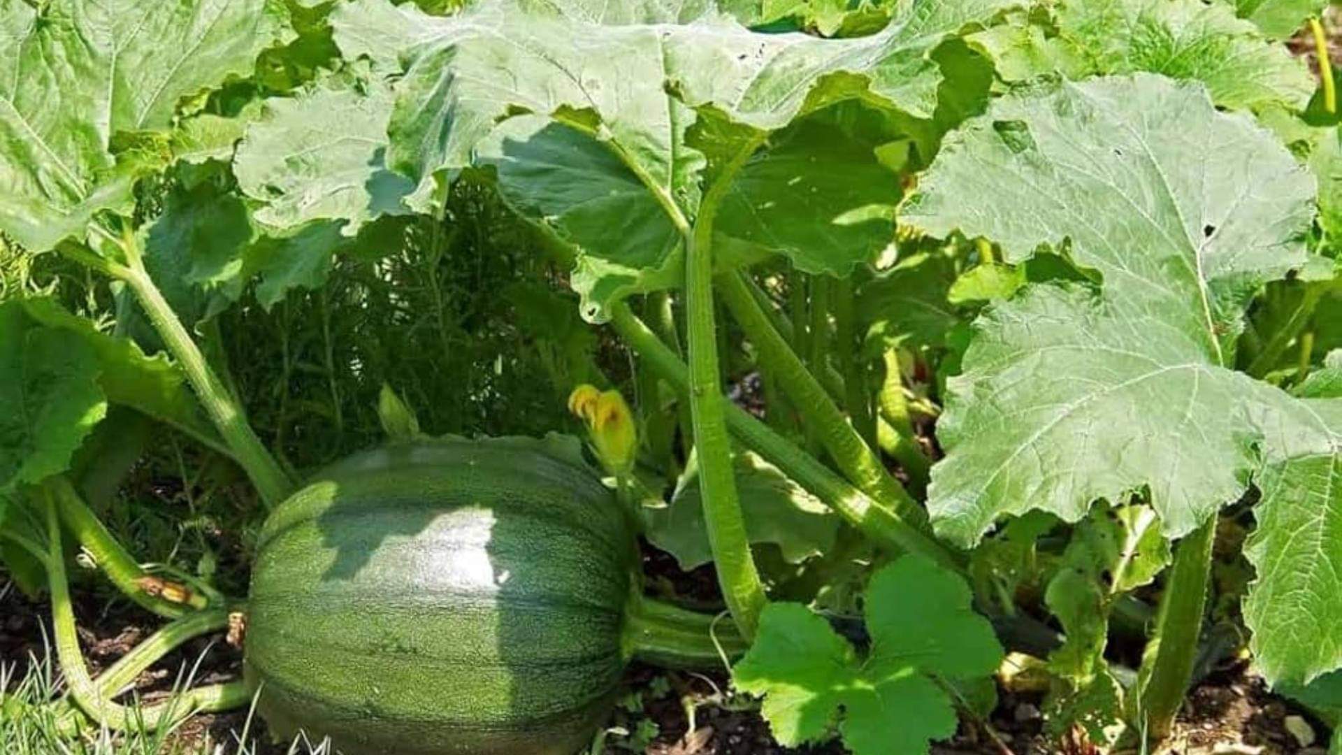 Pumpkin Leaves Benefits heart Problem Gastric Problem Anaemia Premenstrual Syndrome details Inside disprj