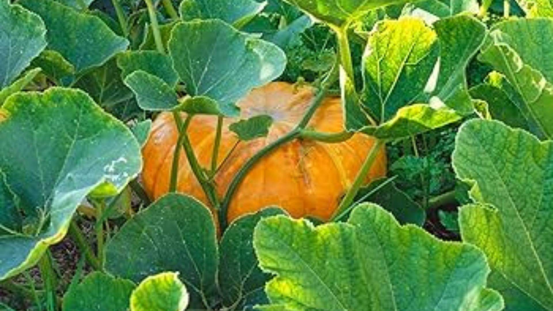 Pumpkin Leaves Benefits heart Problem Gastric Problem Anaemia Premenstrual Syndrome details Inside disprj