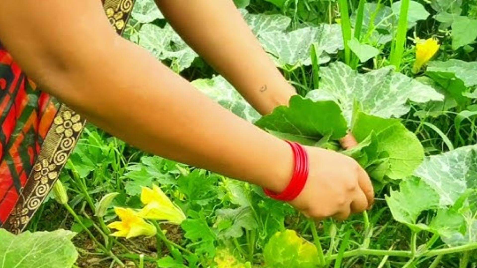 Pumpkin Leaves Benefits heart Problem Gastric Problem Anaemia Premenstrual Syndrome details Inside disprj