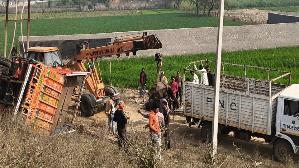 Truck full of animals went out of control and overturned