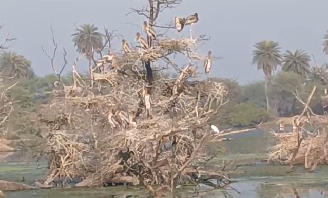 Bharatpur: Bird flu knocks in Keoladeo, park administration is on alert mode, wearing PPE kit and monitoring