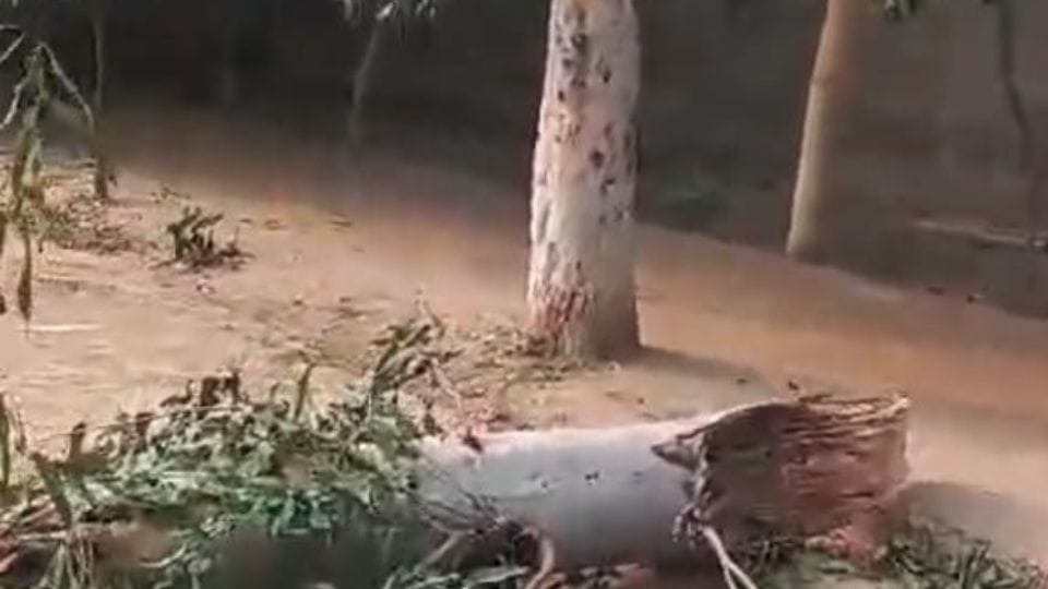 Tree fell on girl students having lunch in Satrod school