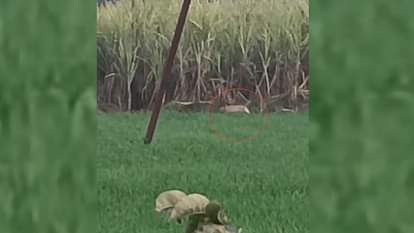 Sitapur: सरसों के खेत में चहलकदमी करते जंगली जानवर कैमरे में कैद, बाघ की दहशत Sitapur: Wild animals roaming in mustard fields caught on camera