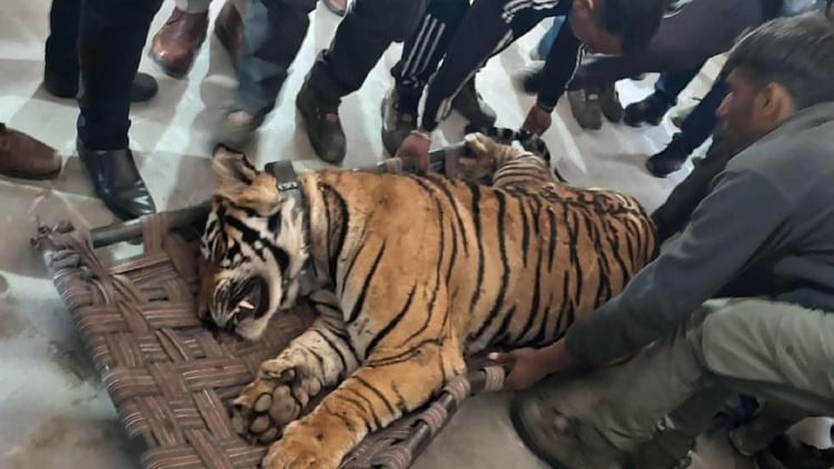 Haryana: रेवाड़ी में आतंक मचाने वाला बाघ वर्चस्व की लड़ाई में गंवा बैठा जान, वन्यजीव प्रेमियों में शोक की लहर