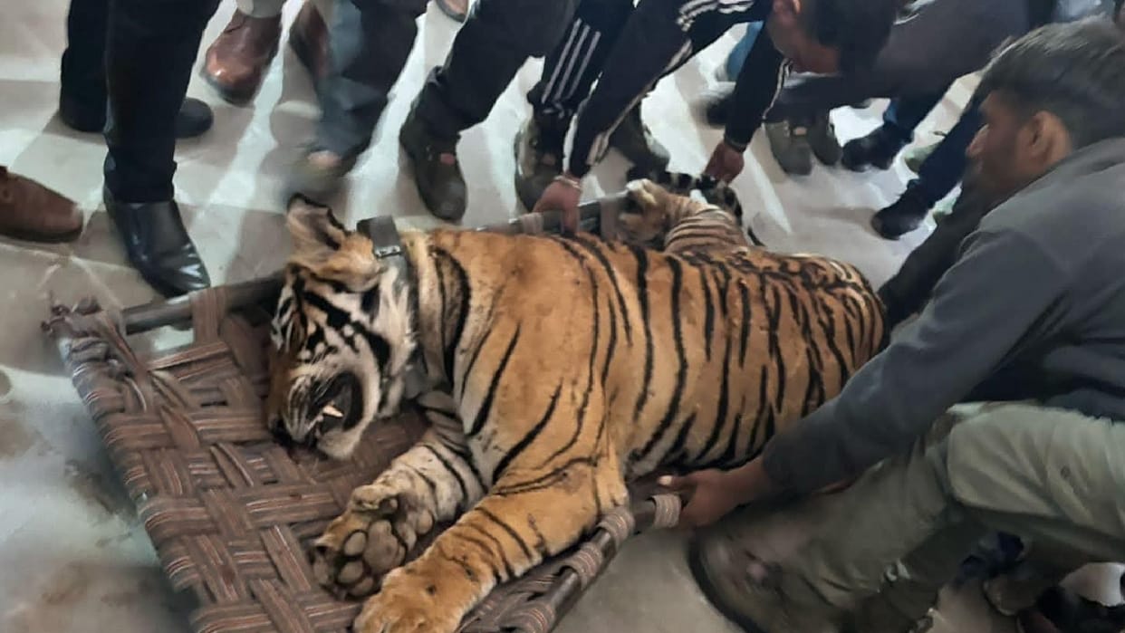 tiger that created terror in Rewari lost its life in fight for supremacy, wave of grief among wildlife lovers