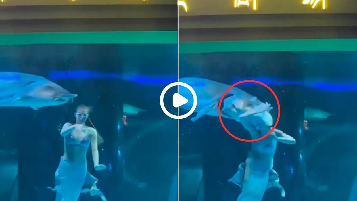 A shark suddenly attacked a mermaid in the water video went viral