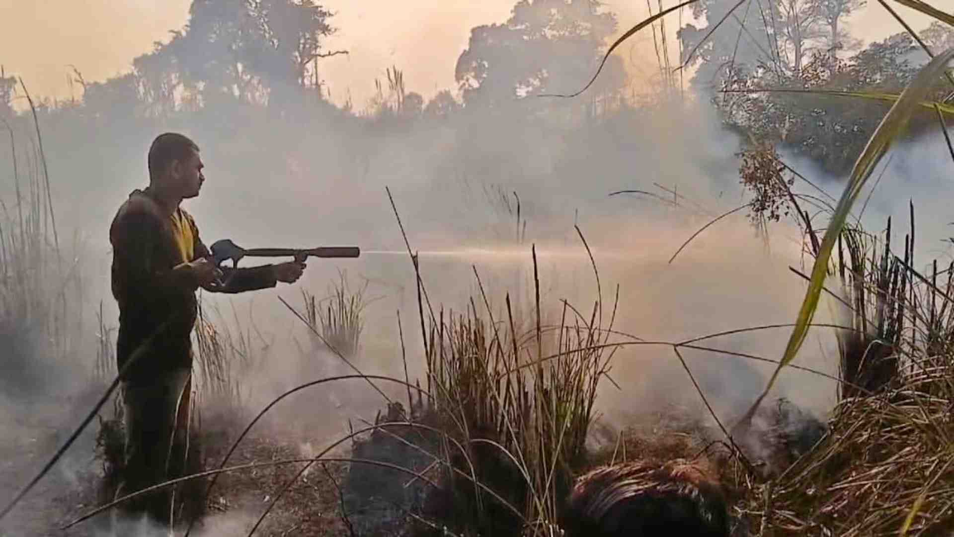 Bihar news: Fire broke out in Valmiki Tiger Reserve in Bettiah