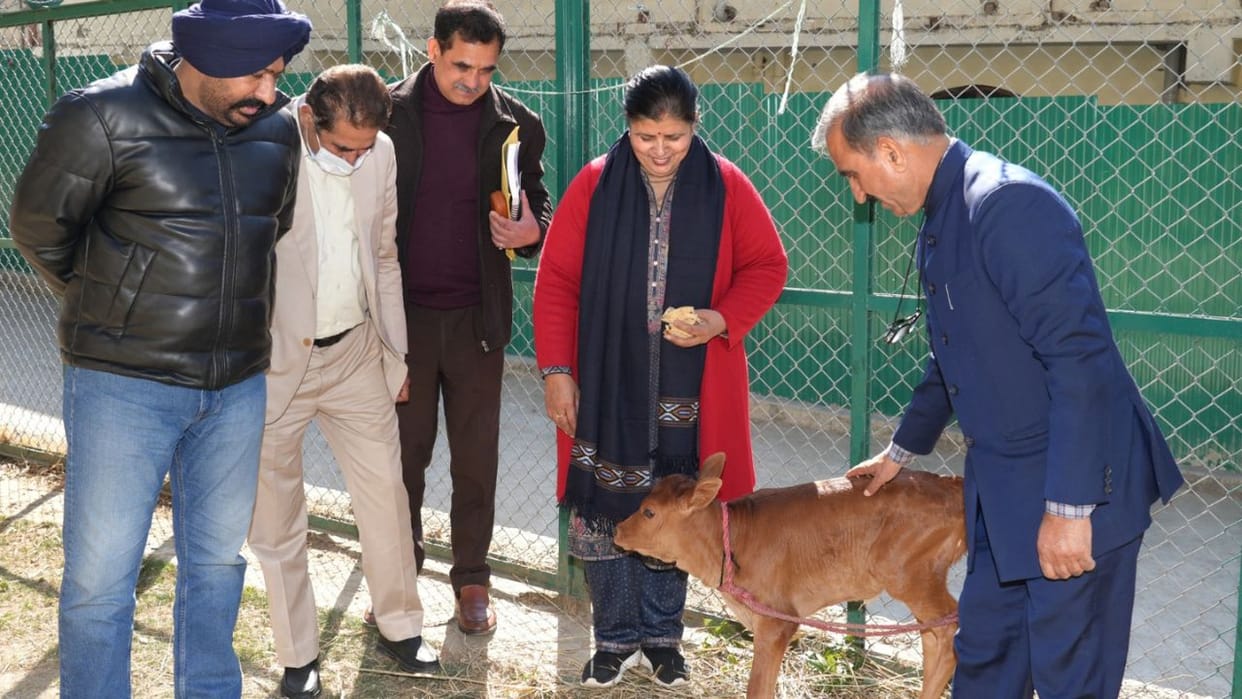 Himachal CM Sukhu along with his wife welcomed the new member a calf was born from a cow