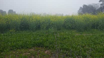 Haryana Weather Two Western Disturbances will become active on February 6th, increasing moisture levels