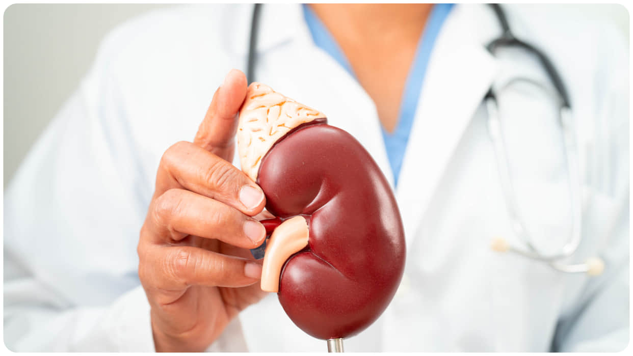 Kidney Health Care Tips Four Daily Habits That Secretly Damage Kidneys Explained
