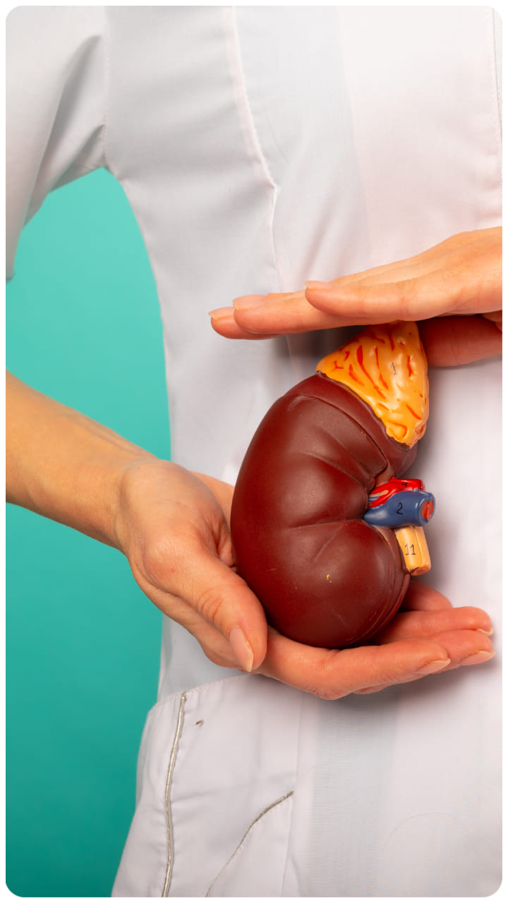 myths and Facts About Beer and Kidney Stones know beer peene se kidney stone nikalta hai kya