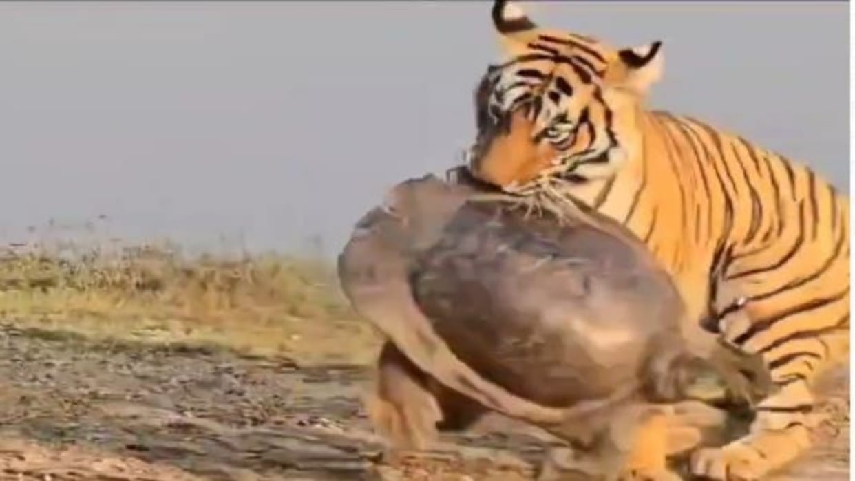 Sawai Madhopur: Tigress Riddhi made turtle a prey, pictures captured in camera, memorable sight for tourists
