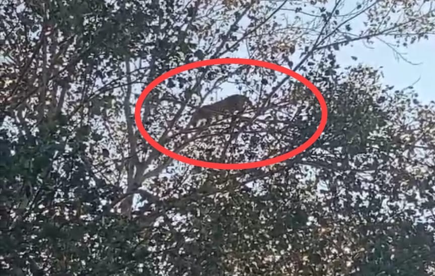 Umaria Female leopard climbed the tree, crowd gathered to see it