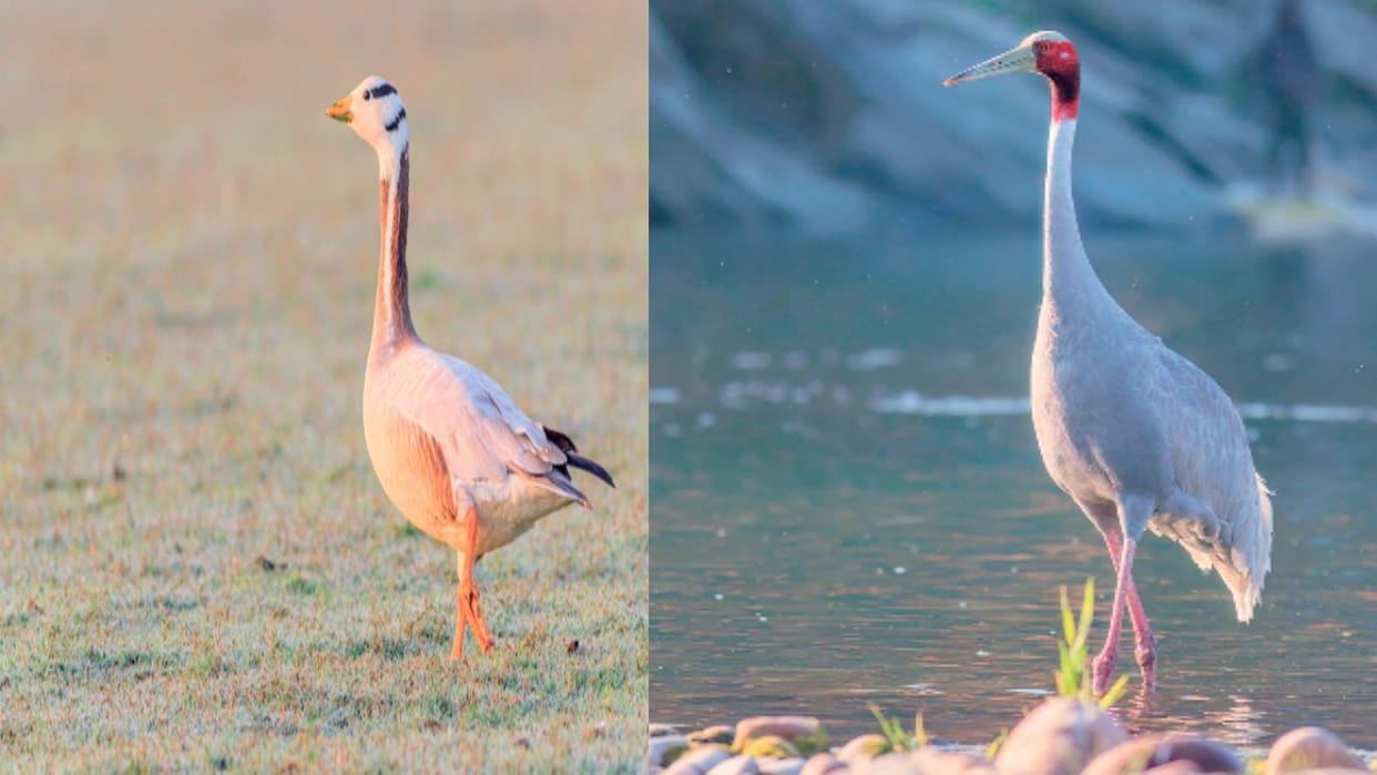 HP Wildlife: This time a record number of foreign birds arrived in Pong Dam Lake