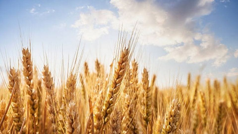 Study Higher yields possible even with less use of nitrogen agriculture may found permanent solution
