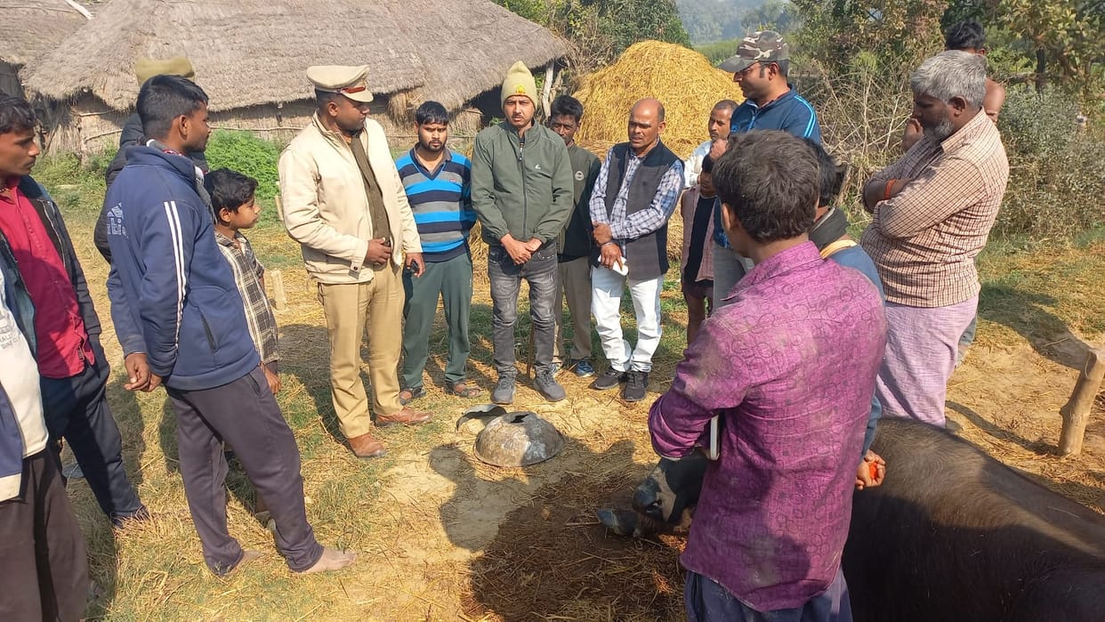 A leopard killed a cow in Shravasti.