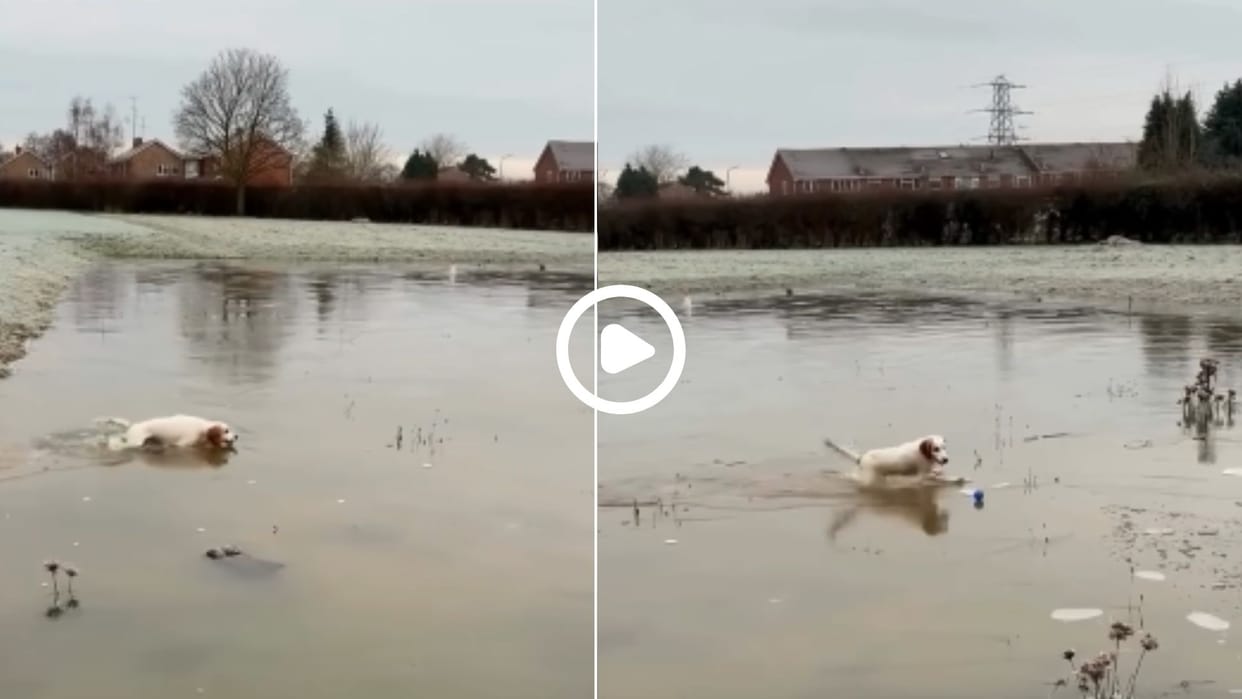 Innocent voiceless dog gave this message in viral video in hindi