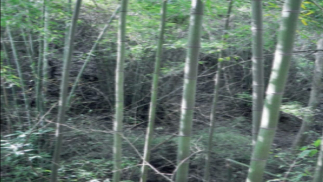 Nauni University has developed bamboo species; pickles and vegetables can be made from it, eating it will stre