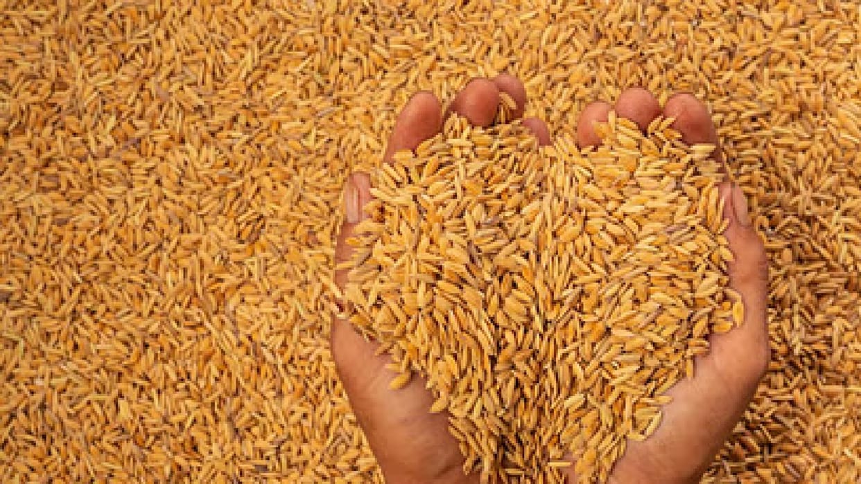 149.25 lakh metric tonnes of paddy purchased, Mahasamund at number one, know district-wise in Chhattisgarh