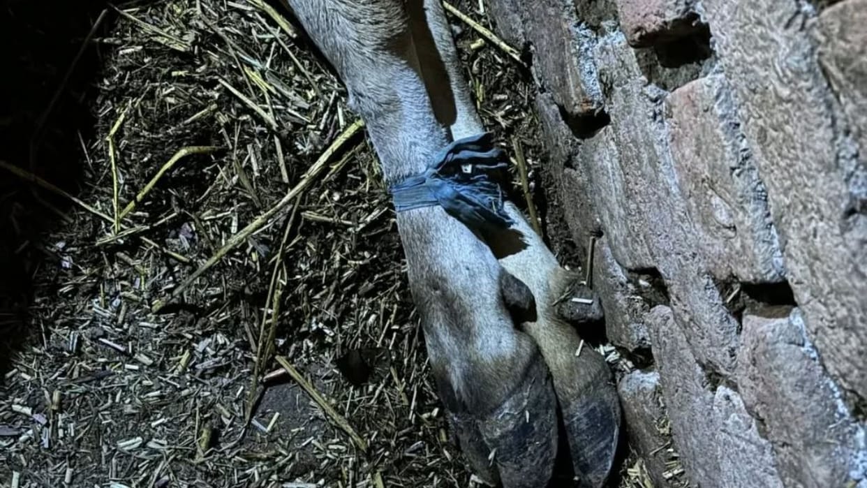 Cruelty to cow in Mandi Himachal legs were tied suspicion of inhuman act case registered