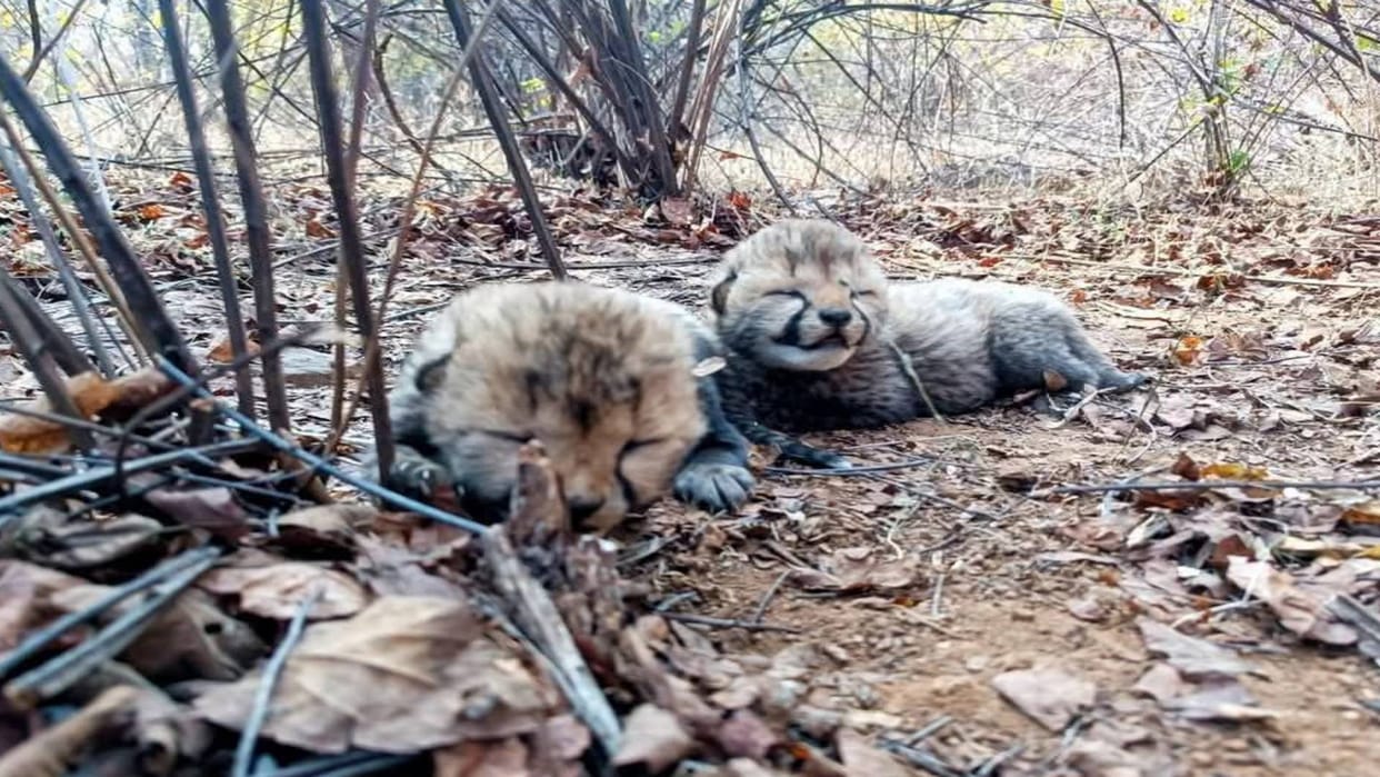 Sheopur Kuno National Park Female cheetah Veera gave birth to two cubs CM Mohan Yadav congratulated her